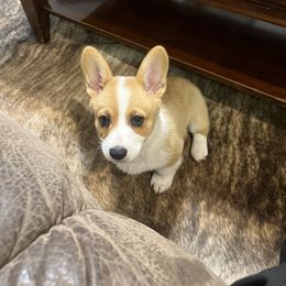 Pembroke Welsh Corgi Puppies from Loves Classic Corgis