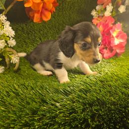 Truffle - Piebald female Dachshund puppy in Buckeye, Arizona from Duran Dachshunds