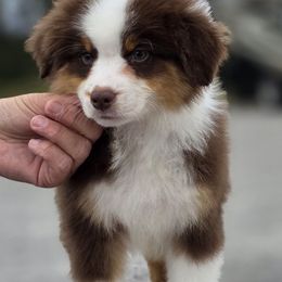 Boy 2 - Red tri-color male Miniature American Shepherd puppy in Bowling Green, Kentucky from Flawlessly Kennel