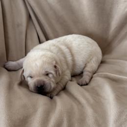 Green collar - Yellow male Labrador Retriever puppy in Tekonsha, Michigan from Asher Acres Labs