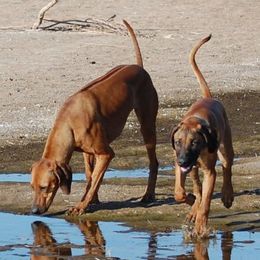 Rhodesian Ridgebacks from Ndoro Rhodesian Ridgebacks