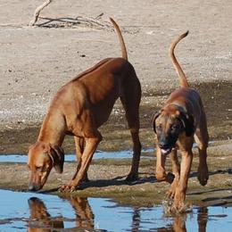 Rhodesian Ridgebacks from Ndoro Rhodesian Ridgebacks
