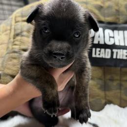 Nala - Gold brindle female Dutch Shepherd puppy in Watertown, Connecticut from APACHEK9