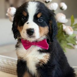 Daisy - Tri-color female Bernese Mountain Dog puppy in Yuciapa, California from AlltheDoodlez_