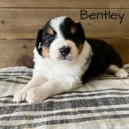Bentley - Black tri-color male Australian Shepherd puppy in Kearney, Nebraska from Helix Aussies