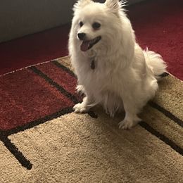 Mera - American Eskimo Dog
