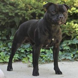 Staffordshire Bull Terrier All Grown Up from Dyna Staffs
