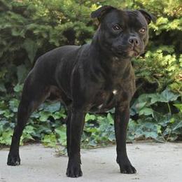 Staffordshire Bull Terrier All Grown Up from Dyna Staffs