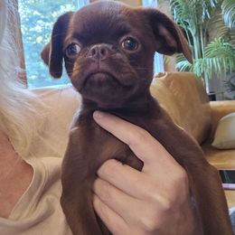 Olga - Brussels Griffon