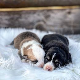 Pembroke Welsh Corgi Puppies from Mendoza Welsh Corgi’s