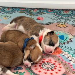 Boy 3 - Red male Pembroke Welsh Corgi puppy in Yulee, Florida from Pembroke Welsh Corgis at Belle Haven
