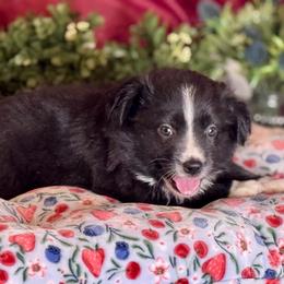 Sox - Black & white male Miniature Australian Shepherd puppy in California from Eagle River Aussies