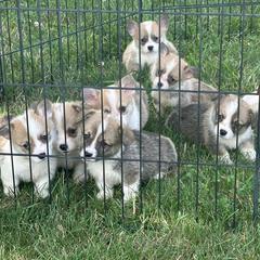 Order of deposit - Red male Pembroke Welsh Corgi puppy in Urbana, Ohio from Edgewood Farm and Kennel