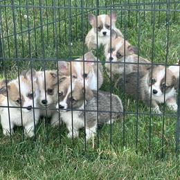Order of deposit - Red male Pembroke Welsh Corgi puppy in Urbana, Ohio from Edgewood Farm and Kennel