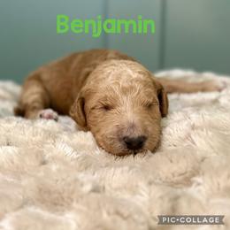 Benjamin - Red  male Goldendoodle puppy in Pasadena, Texas from Toledo Creek Doodles