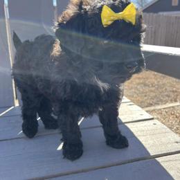 Cavapoo, Cockapoo, Goldendoodle, and Maltipoo Puppies from Perdue Puppies