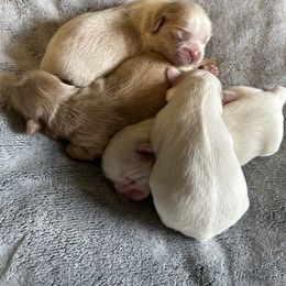 Shih Tzu Puppies from Karen's Shih Tzus