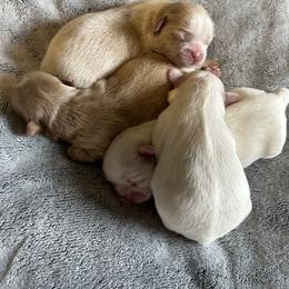 Shih Tzu Puppies from Karen's Shih Tzus