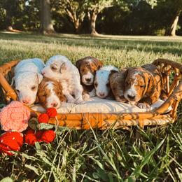 Poodle Puppies from Autumn Powell