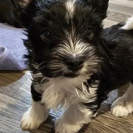 Boy 1 - Black tan and white male Biewer Terrier puppy in Dayton, Ohio from BiewerHeart Yorkies