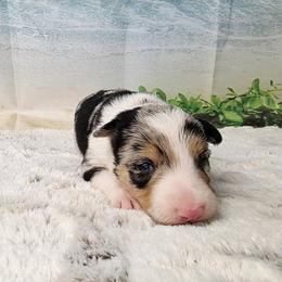 Bahama - White and blue merle female Border Collie puppy in Avilla, Indiana from Borderline Kennels