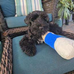 Ruffles - Black female Miniature Schnauzer puppy in San Diego, California from SoCal Beards and Brows