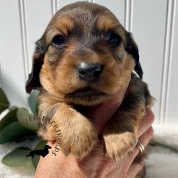 Shaded Red - Red male Dachshund puppy in Nampa, Idaho from Long_and_Low_Dachshunds