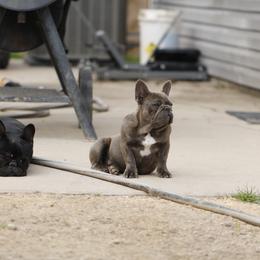 Girl 1 - Blue female French Bulldog puppy in Augusta, Georgia from Mo3_Frenchies