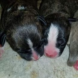 American Pit Bull Terrier Puppies from Kaotic APBTs