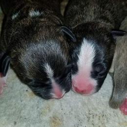 American Pit Bull Terrier Puppies from Kaotic APBTs