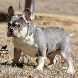 Aussiedoodles and French Bulldogs from BlackCrown Kennel