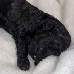 Poodle Puppies from Silver Lining Poodles
