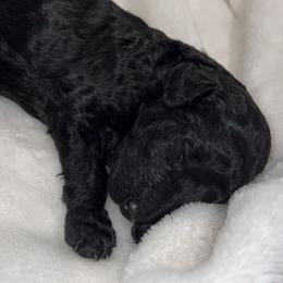 Poodle Puppies from Silver Lining Poodles