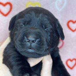Cap - Black Labrador Retriever puppy in Florida from Deep South Labrador Retrievers LLC