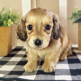 Latte Shade cream female - Cream female Dachshund puppy in Wylie, Texas from Karas Royal Dachshunds