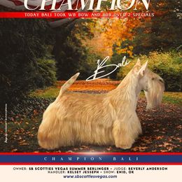 Bali - Scottish Terrier