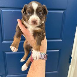 Hershey - Red tri female Toy Australian Shepherd puppy in Caddo Mills, Texas from R & W Aussies