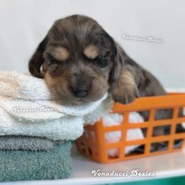 Suavitel - Dapple female Dachshund puppy in Chandler, Arizona from Vonaducci Doxies, LLC.
