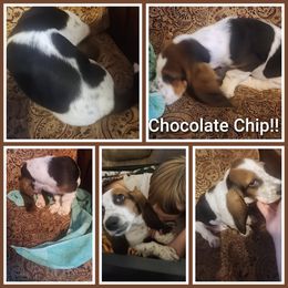 Chocolate chip - Black tan and white male Basset Hound puppy in Mill Springs, North Carolina from Mountain View Basset Hounds