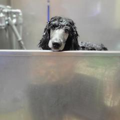 Water - Silver Poodle puppy in Colorado from Apex Poodles