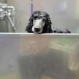 Water - Silver Poodle puppy in Colorado from Apex Poodles