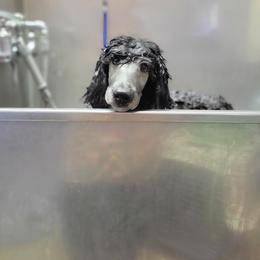 Water - Silver Poodle puppy in Colorado from Apex Poodles
