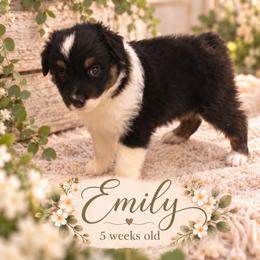 Emily - Black tri-color female Australian Shepherd puppy in Hammond, Louisiana from Gold Ring Australian Shepherds