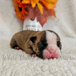 Mary - Brindle and white female Boston Terrier puppy in Mulberry, Arkansas from White Valley Boston Terriers