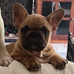 Male 1 - Fawn male French Bulldog puppy in Madison, Wisconsin from MadCity Frenchies