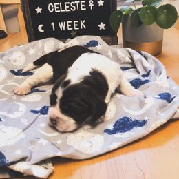 English Springer Spaniel Puppies from Brambleberry Springers