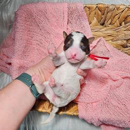 Kit Kat - Grey and white female Bernedoodle puppy in Decatur, Georgia from So Adoodable