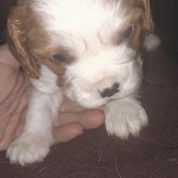 Chewy - Blenheim male Cavalier King Charles Spaniel puppy in Franklin, North Carolina from Cavaliers of the County Macon