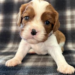 D. Girl - Blenheim female Cavalier King Charles Spaniel puppy in Siloam Springs, Arkansas from Queen Cavaliers