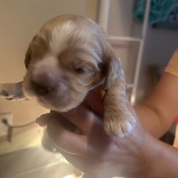Charlie Erynn - Buff and white male Cocker Spaniel puppy in Justin, Texas from Flud Farm Cocker Spaniels